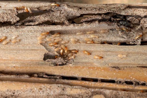 Best Pest Control Near Me in Pennington, NJ
